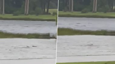 Shark Spotted on Street in Florida! Video of the Predatory Fish Swimming in Flooded Road of Fort Myers Amid Hurricane Ian Goes Viral