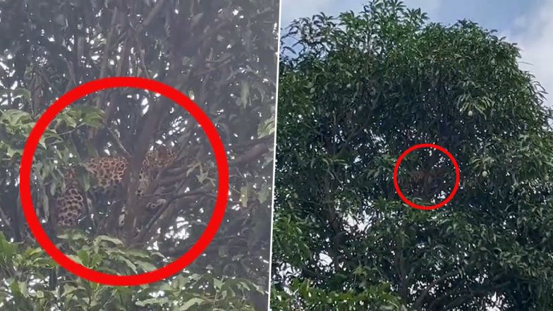 Video: Leopard Stuck on Tree Rescued After 8 Hours in Old Clip