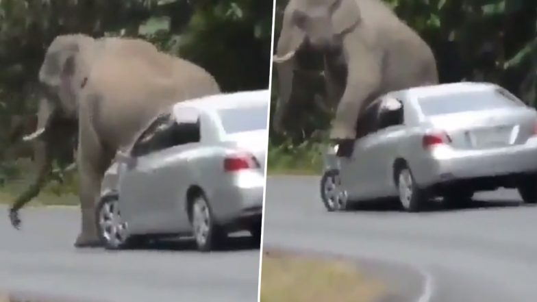 Itchy Elephant Damages Car! Watch Viral Video of Giant Animal Rubbing Its Back With a Four-Wheeler on Middle of the Road