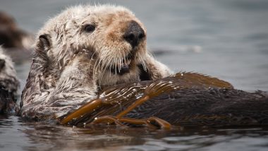 Watch: Cute Sea Otter Viral Videos and Endearing Clips of The Marine Mammals Who Play A Big Role in Our Ecosystem