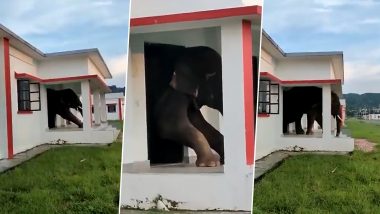 Elephant Wriggles Out of Building's Small Door After Eating Up Tasty Snacks; Video Goes Viral 