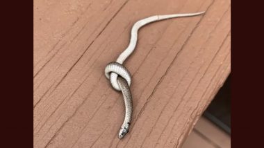 Snake Ties Itself in a Knot in Viral Reddit Post; Bizarre Photo of Dead Reptile on Porch Has Left Internet Terrified 