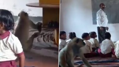 WATCH: Wild Langoor 'Attends' School Along With Students in Class, Video From Jharkhand’s Hazaribagh Goes Viral