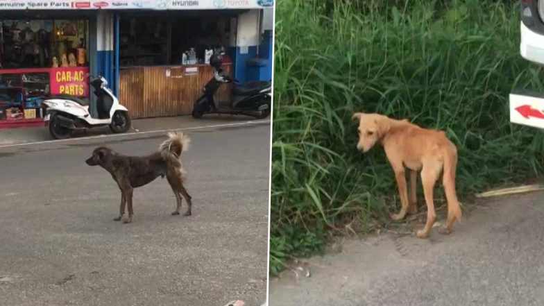 Dog Attack in Kerala: Locals Express Concern Over Stray Dogs Menace After 12-Year-Old Girl Dies From Dog Bite in Kottayam