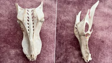 Mysterious Dragon Skull With Two Pointed Eyes and Snout Found in Sand on Bridlington Beach; Viral Pics of Bizarre Find Send Netizens into Frenzy