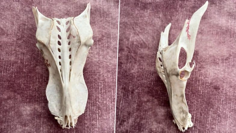 Mysterious Dragon Skull With Two Pointed Eyes and Snout Found in Sand on Bridlington Beach; Viral Pics of Bizarre Find Send Netizens into Frenzy