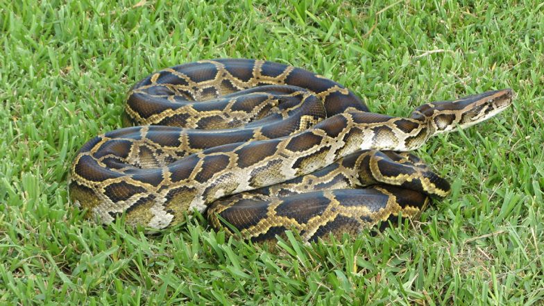How Burmese Python Eats Big Prey? Research Explains How One Of The Largest Snake Species Consumes Their Food
