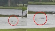 Shark Spotted on Submerged Fort Myers Street Amid Hurricane Ian; Viral Video Showing The Marine Life Swimming on Floodwater is Real!