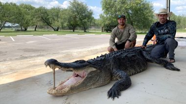 Giant 14-Foot Male Alligator Caught by Hunters in Texas; See Viral Pic of 'Once In A Lifetime' Find 