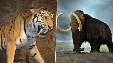 National Wildlife Day 2022: From Sabre-Toothed Tiger To Woolly Mammoth, 5 Extinct Animals The World Has Lost Forever (Watch Videos)