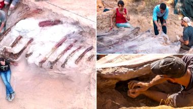 Largest Dinosaur Skeleton in Europe May Have Been Found in Backyard of a Homeowner in Portugal; Watch Video