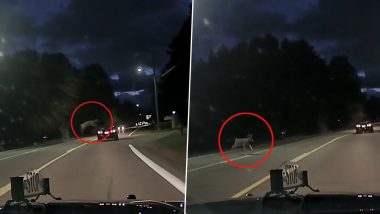 WATCH: Deer Jumps Over Moving Car to Save Itself from Collision; Video of Rare Sight Goes Viral