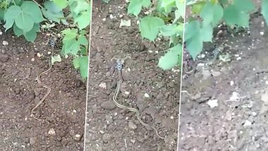 Terrifying Horned Snake Caught on Camera! Viral Video of Serpent With Two Horns Will Leave You Open-Eyed 