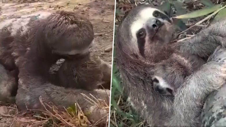 Heartwarming Video: Baby Sloth Reunited With Its Mother After Evacuation From Bolivia Fire