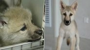 China Creates New Wild Arctic Wolf Using Cloning; &lsquo;Maya&rsquo; Becomes World&rsquo;s First Cloned White Wolf (See Pics)