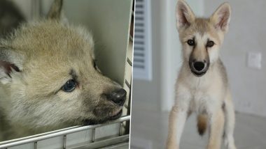 China Creates New Wild Arctic Wolf Using Cloning; 'Maya' Becomes World's  First Cloned White Wolf (See Pics) | 🔬 LatestLY