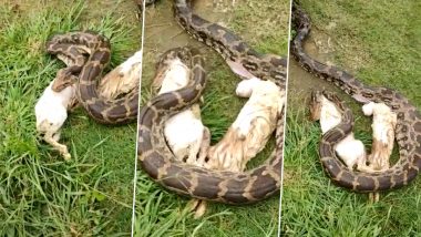 Snake Attack: Rock Python Swallows Rabbits in Nagpur’s Khumari Village, Gut-Wrenching Video Goes Viral