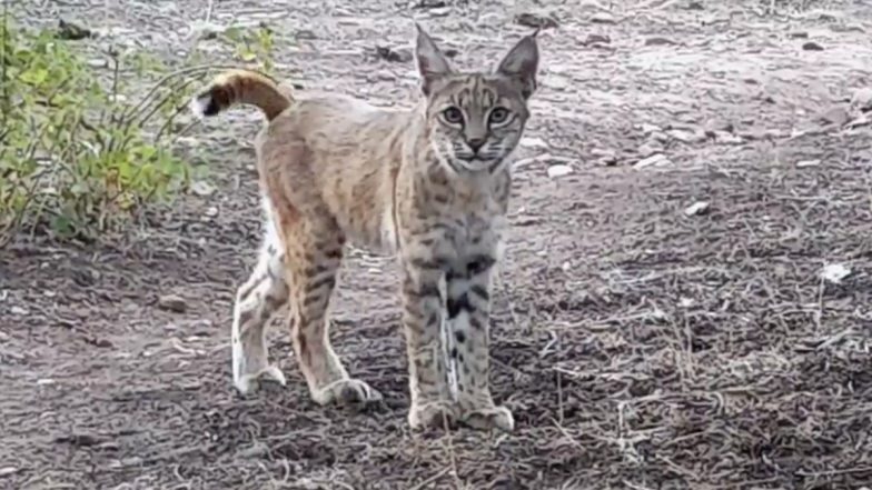 Bobcat Spotted At Campsite! Viral Video of Striking Red Lynx Leaves Netizens Astounded