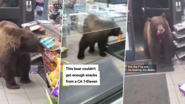 Giant Hungry Bear Roams Around Supermarket and Shoplifts Candies in California; Watch Viral Video