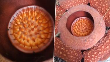 Largest Flower In The World Smells Like Rotten Fish! Man Stumbles Upon Parasitic 'Corpse Flower' in Indonesian Forest in Viral Video That Has Startled Netizens