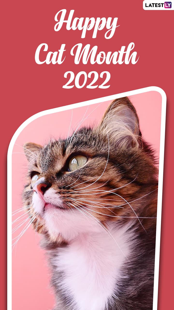 Happy Cat Month 2022: Cute Images, Quotes & Messages To Celebrate All ...