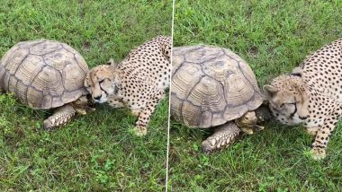 Cheetah Plays With Tortoise in Park By Compassionately Rubbing Its Head On The Shell; Viral Video of The Cute Friendship Attracts Millions of Views