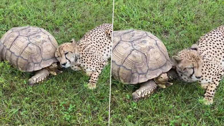 Cheetah Plays With Tortoise in Park By Compassionately Rubbing Its Head On The Shell; Viral Video of The Cute Friendship Attracts Millions of Views