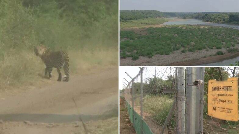 Cheetahs to Arrive in Madhya Pradesh's Kuno National Park from Namibia on September 17; Shivraj Singh Chouhan Inspects Site Ahead Of PM Modi's Visit