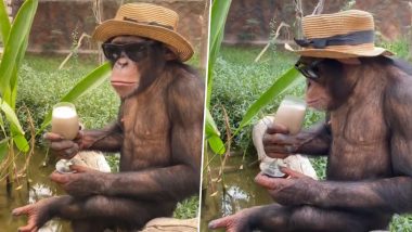 Cool Chimpanzee Wears Hat, Sunglasses and Sips Milkshake Like Humans; Monkey's Swag in Viral Video Will Surprise You!