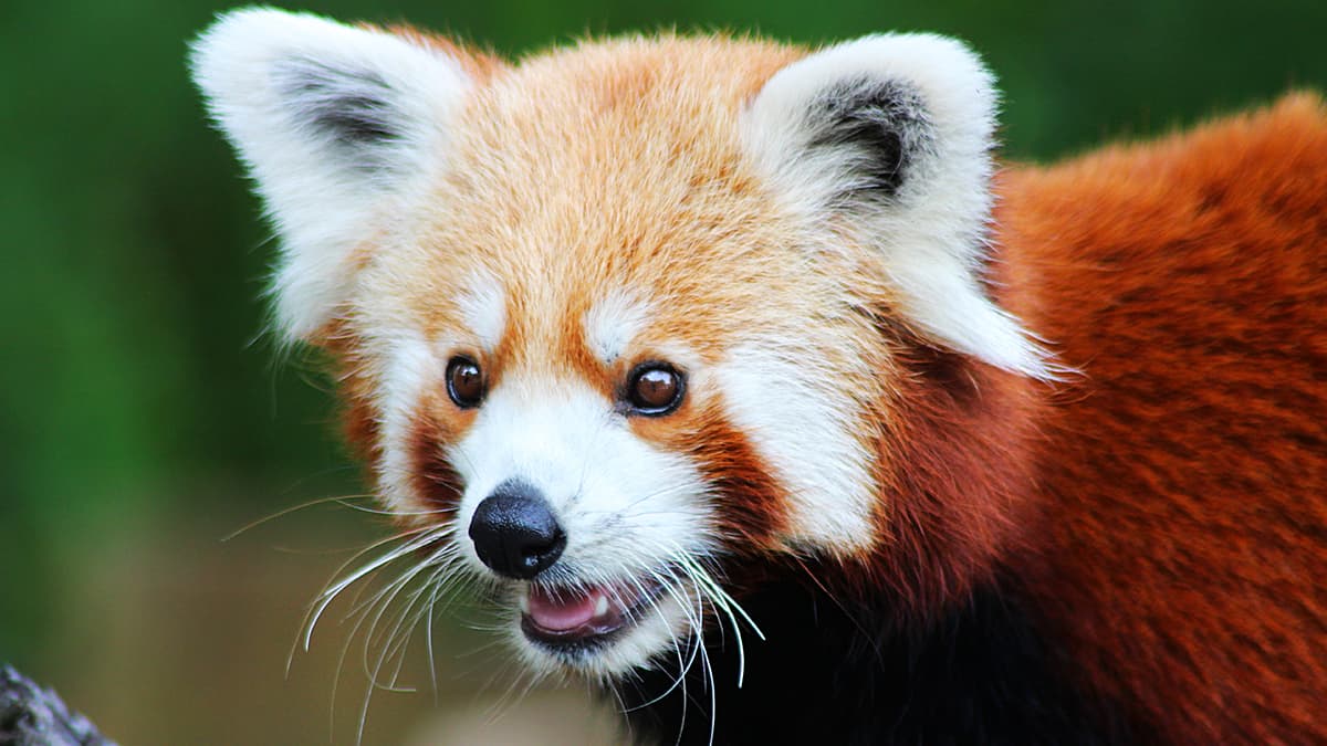 International Red Panda Day 2022: Watch Viral Videos of The Cute ...