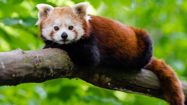 International Red Panda Day 2022: Watch Viral Videos of The Cute Mammals and Share HD Wallpapers to Spread Awareness About The Near-Extinct Species