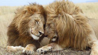 Homosexuality at Display in Gir National Park, Two Male Lions Spotted Having Sex