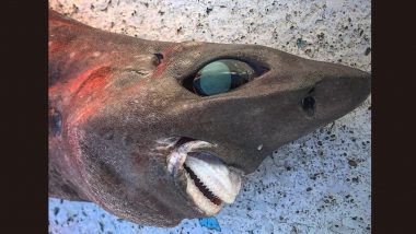 Horrible Deep-Sea Shark With Scary Eyes, Rough-Looking Skin and Sharp Teeth Found in Australia; Viral Pic of Creature is 'Stuff of Nightmares'
