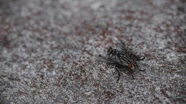 Science News | Study Suggests More Attention on Synanthropic Flies, Disease Carriers