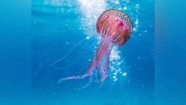 Science News | Research: Climate Change May Impact Marine Environments Badly