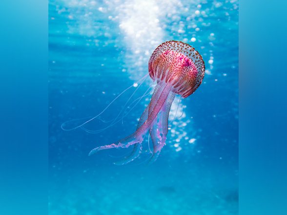 Science News | Research: Climate Change May Impact Marine Environments Badly - Vimarsana News