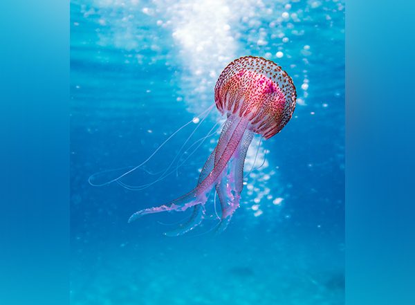 Science News | Research: Climate Change May Impact Marine Environments Badly