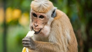 Science News | Research Reveals How Changes to Animal Feed Could Feed 1 Billion People