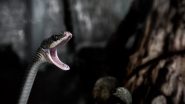 Science News | Scientists Discover Three New Ground Snake Species in Ecuador