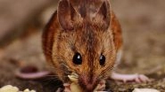 Science News | Endangered Mouse Study Shares No-contact Sampling Method