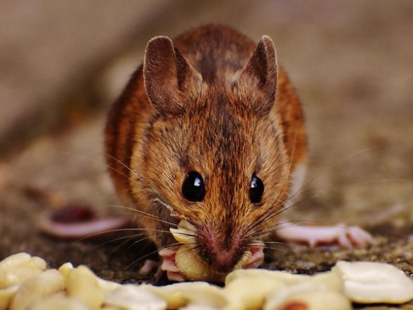 Science News | Endangered Mouse Study Shares No-contact Sampling Method - Vimarsana News