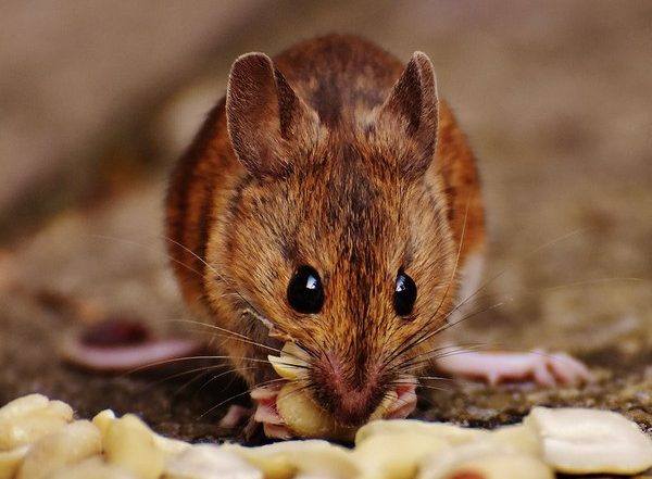 Science News | Endangered Mouse Study Shares No-contact Sampling Method
