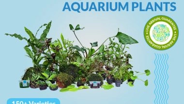 Business News | Kerala Based Aquarium Plant Farm Introduces Range of New Aquarium Plants