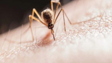 Mosquitoes That Spread Illness Are Attracted by Chemical Mixture in Human Skin, Says Study