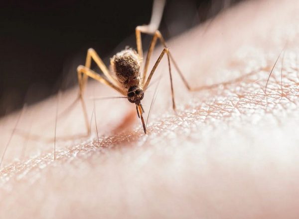 Mosquitoes That Spread Illness Are Attracted by Chemical Mixture in Human Skin, Says Study