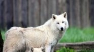 Science News | Scientists Find That Wolves Can Show Attachment Toward Humans