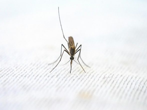Health News | Study: Malaria Spike Linked to Amphibian Die-off - Vimarsana News