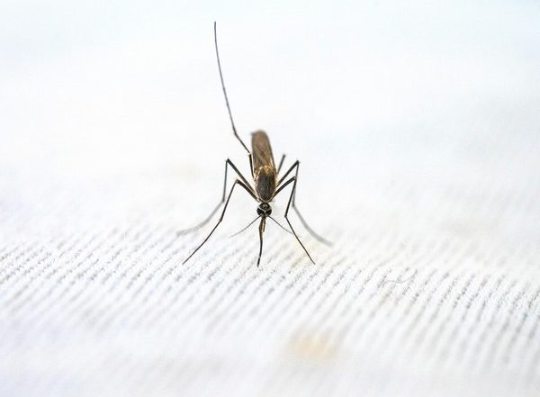 Health News | Study: Malaria Spike Linked to Amphibian Die-off