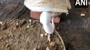 India News | Prisoners in Chhattisgarh Being Trained Mushroom Cultivation in Jail