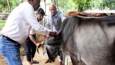 India News | 2,203 Cows Vaccinated Against Lumpy Virus in Mumbai